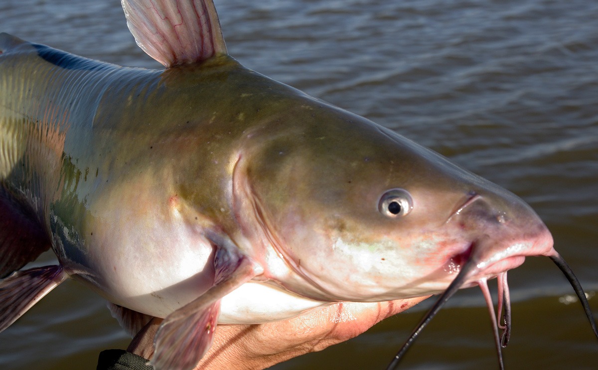 Catfish Fishing