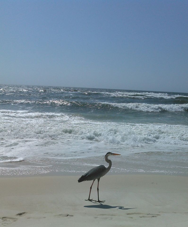 Johnson's Beach waves