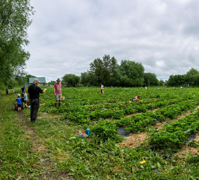 strawberry picking at nordvie farm