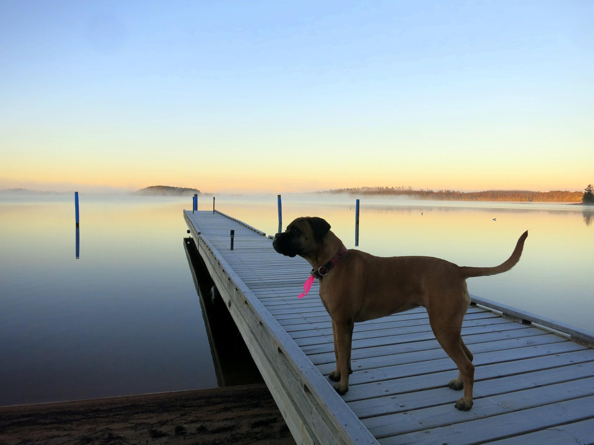 Northern Light Resort dog by lake