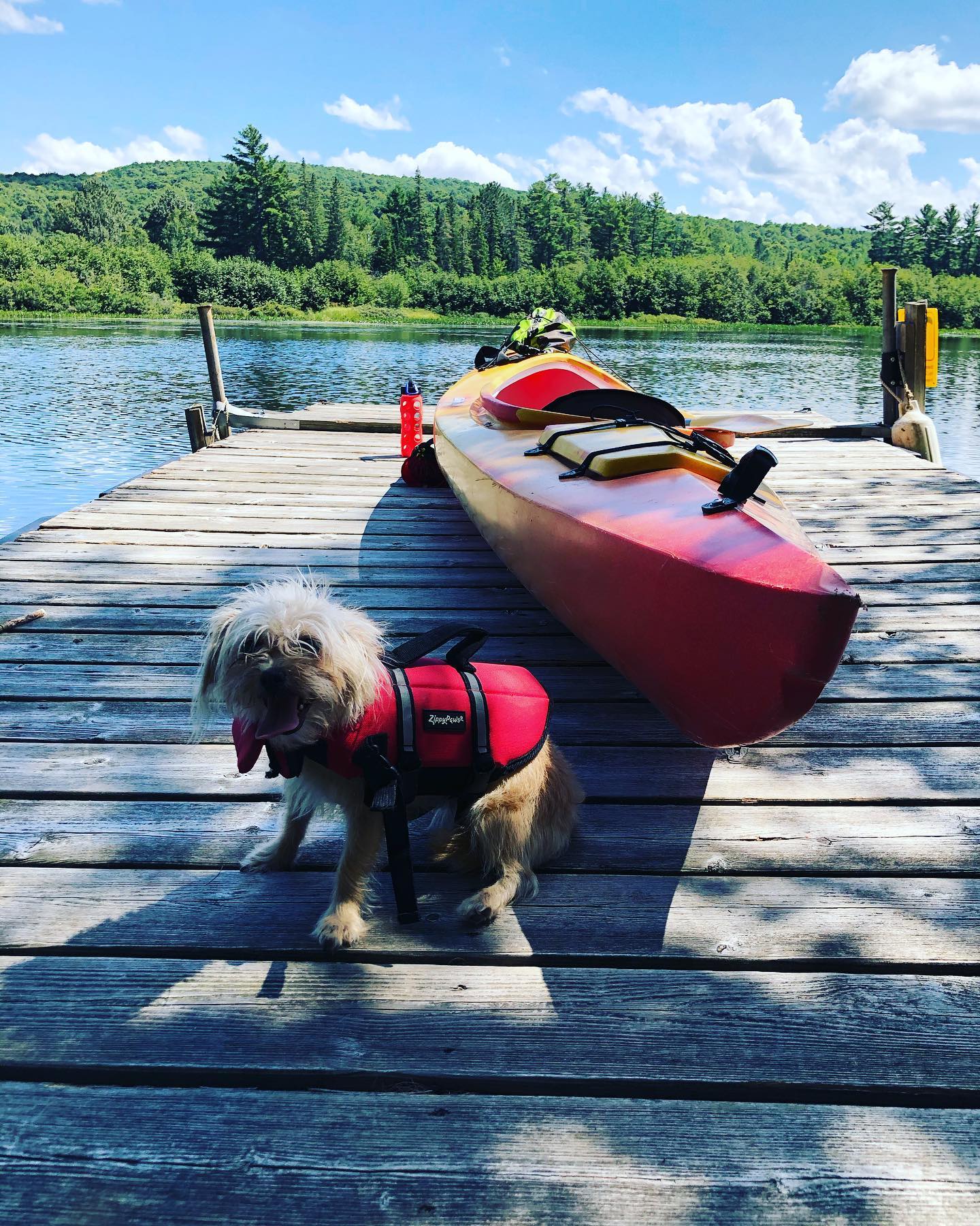 Dog and kayak Deep Roots Adventure