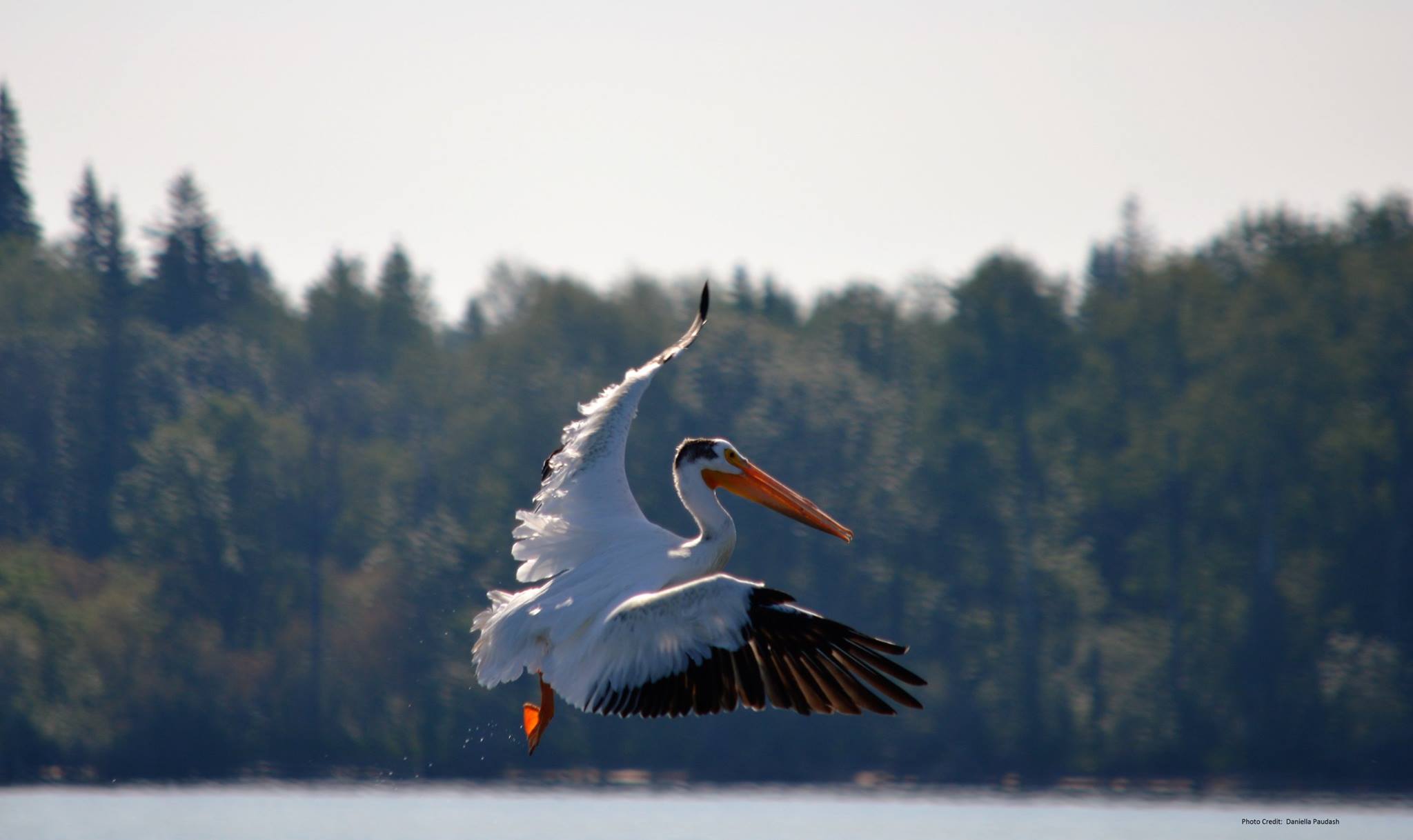 Pelican Pakwash Provincial Park