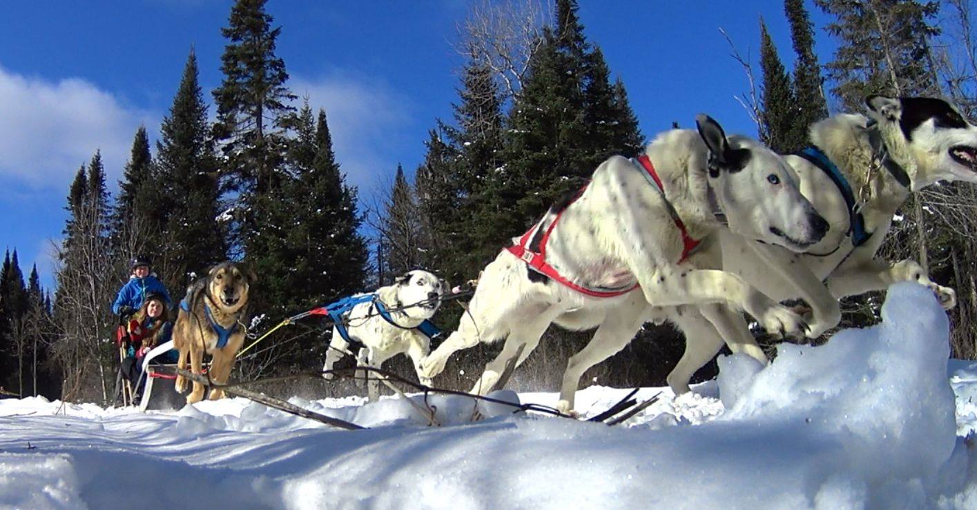 Dog sled Highland Wilderness Tours