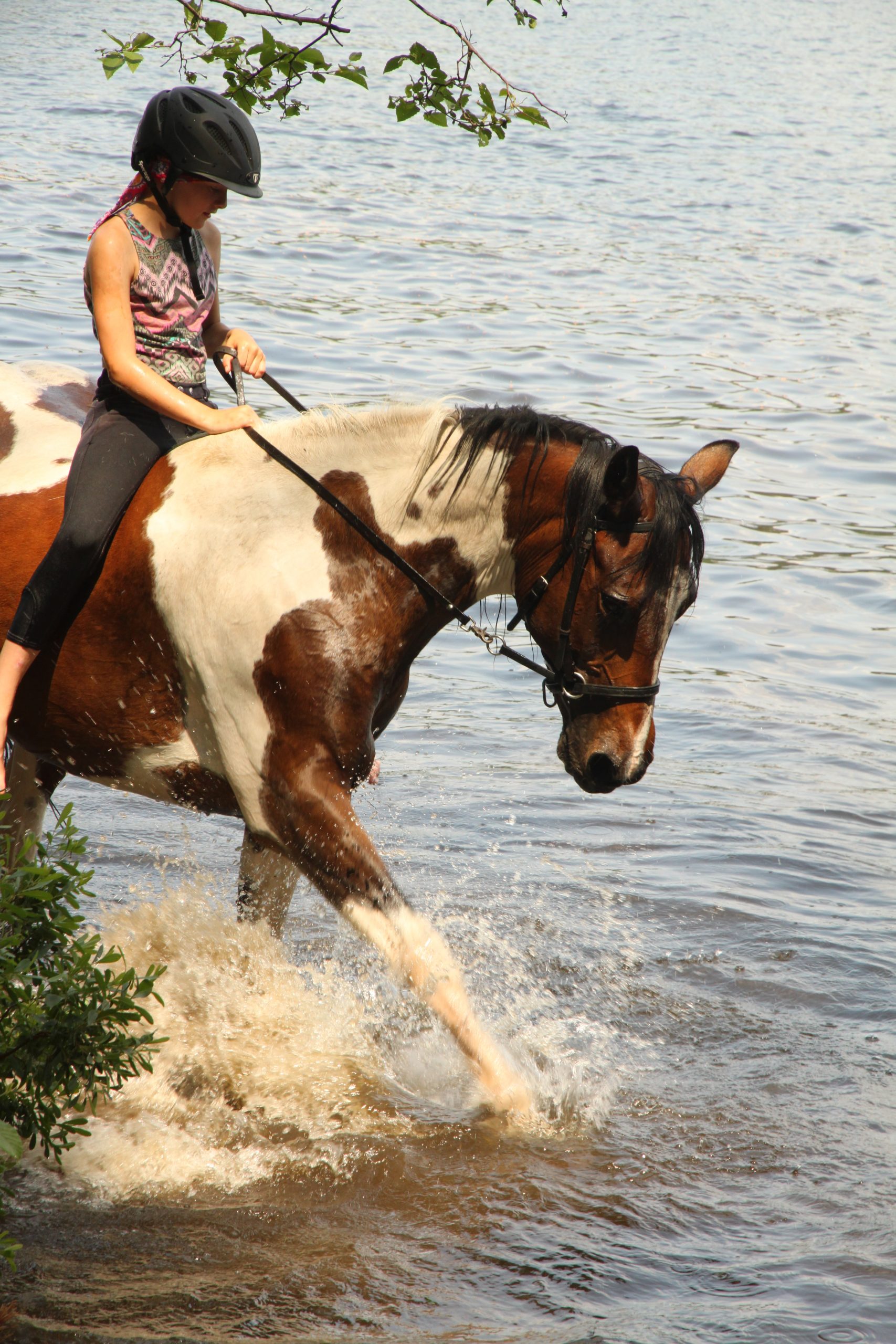 Horse and rider in water