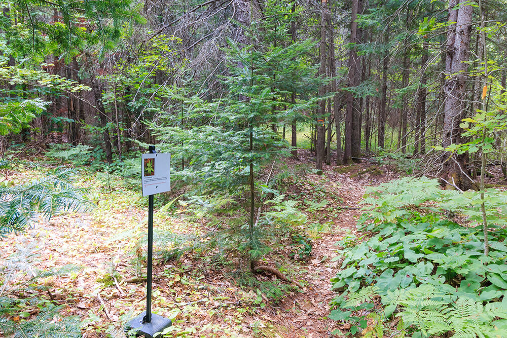 hiking trail with sign