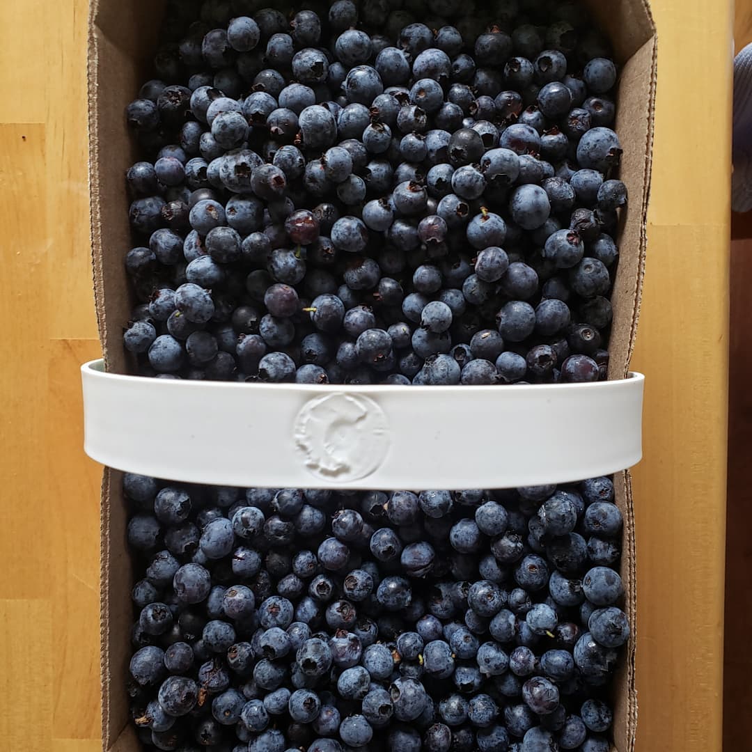 basket of wild blueberries