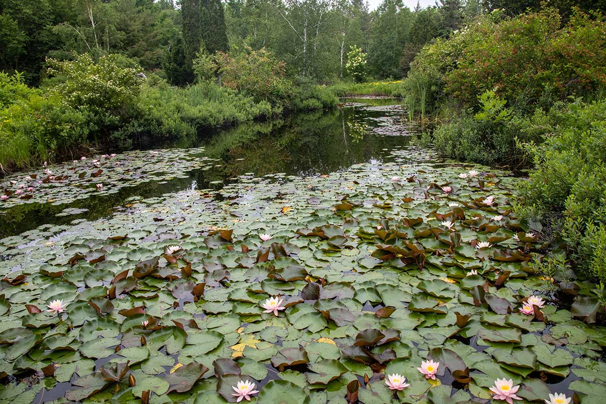 exotic water lilies