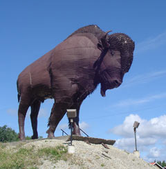 earl the bison in earlton ontario