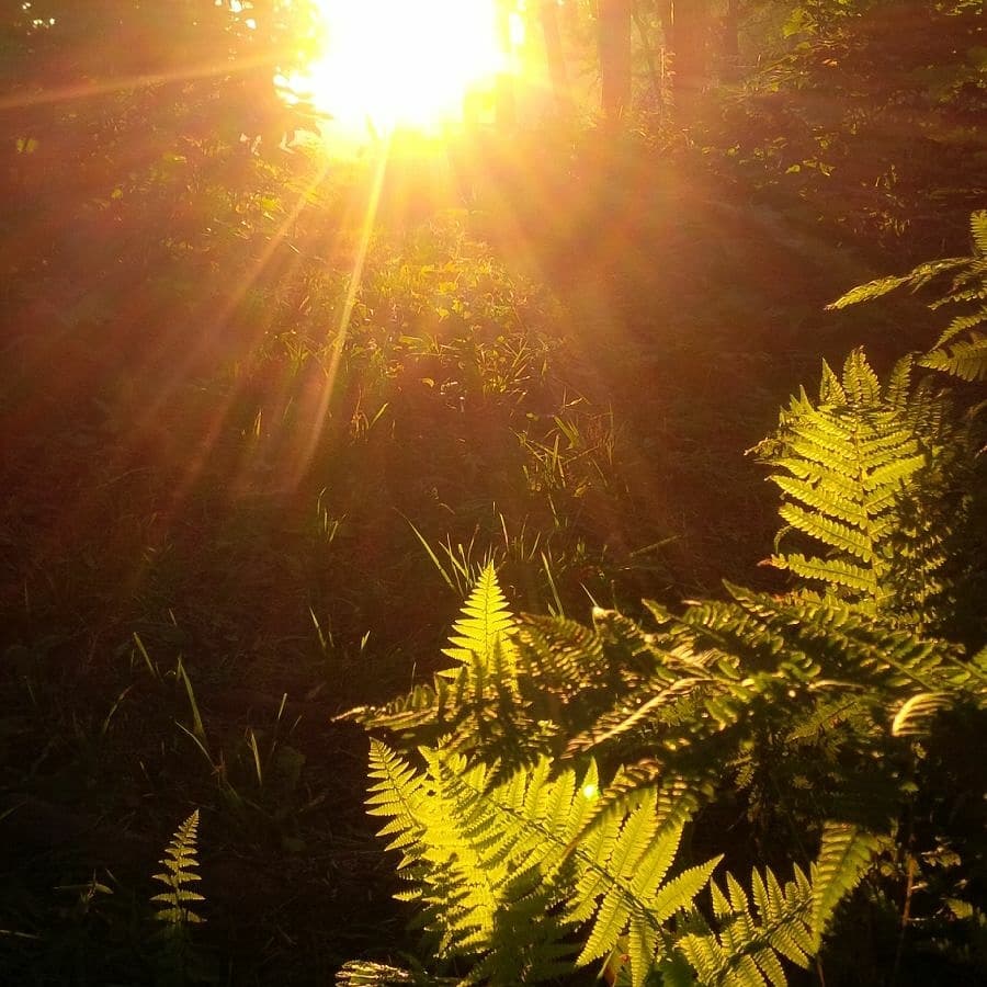 Sunlight in the woods in Griffith, Ontario