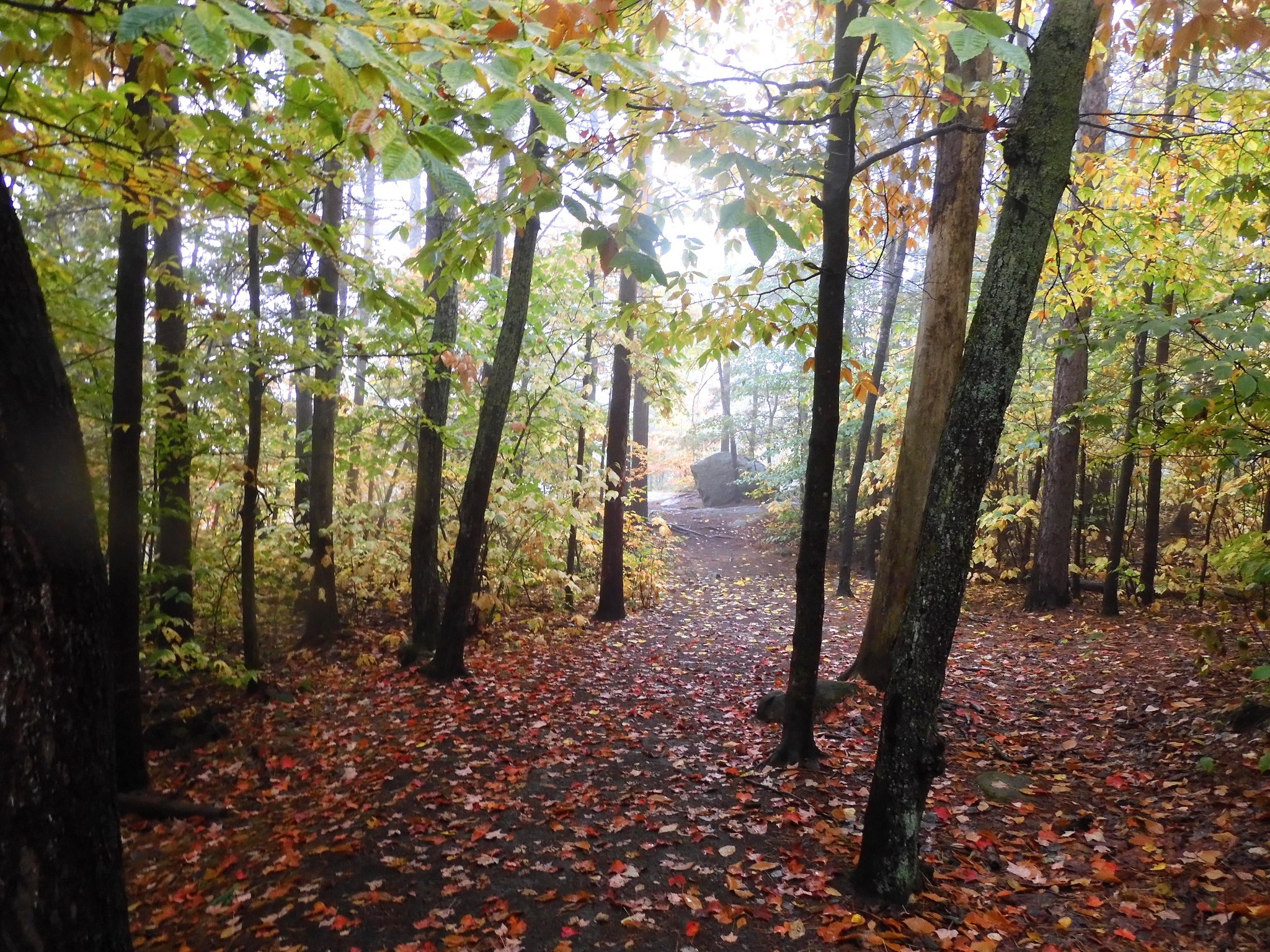 trees in forest in Algonquin Park