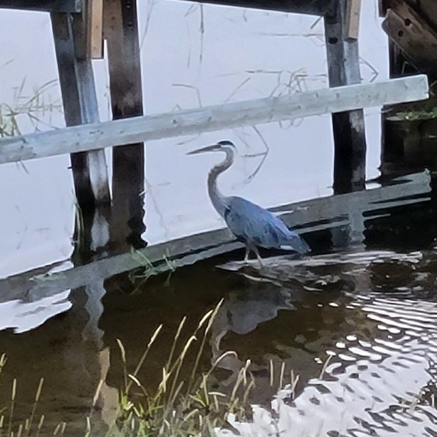 Heron in water