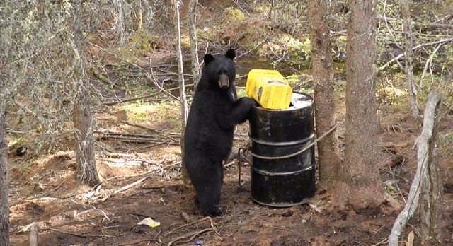 Bear checking out bait 