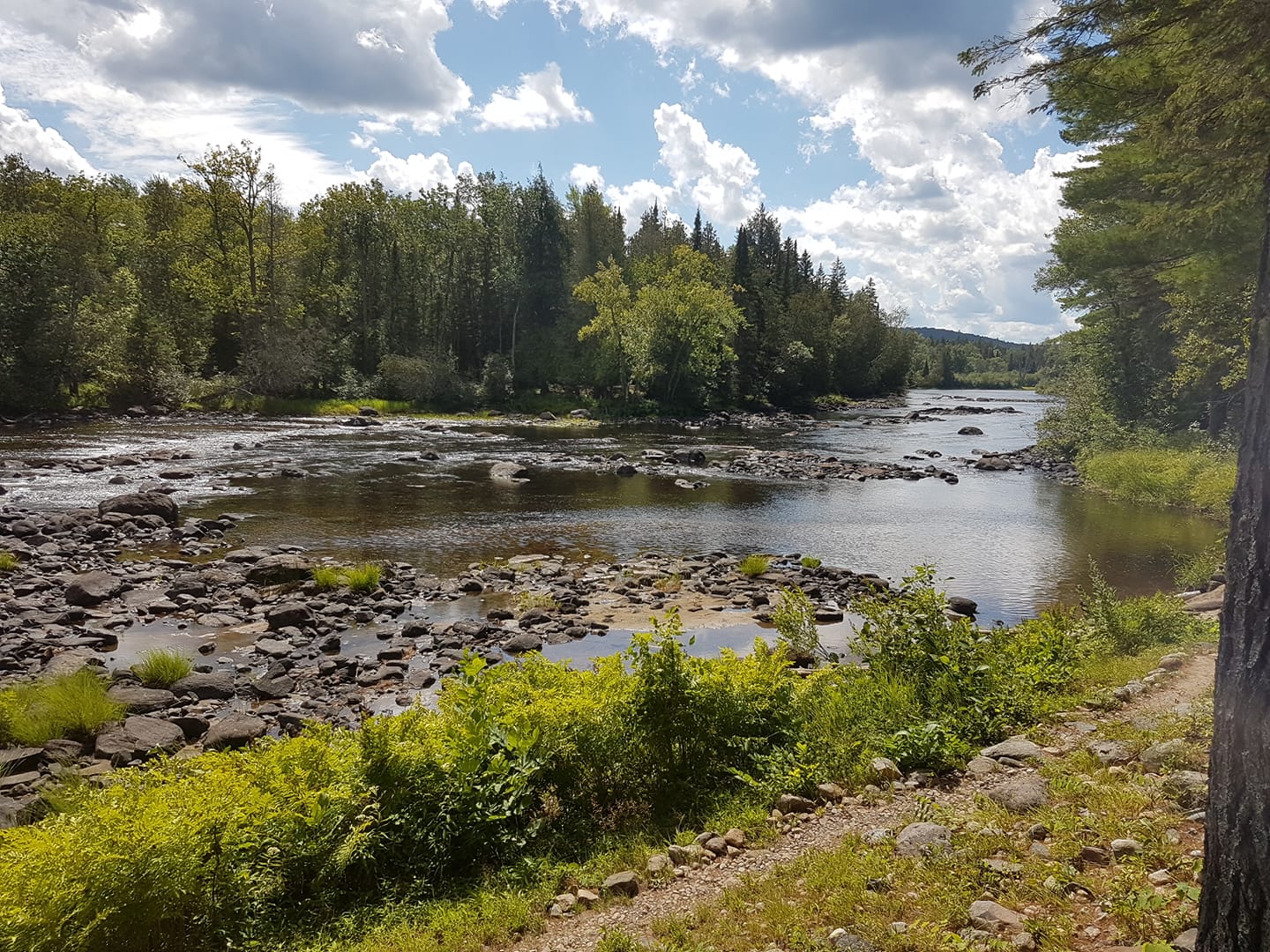 river and wetlands in summer