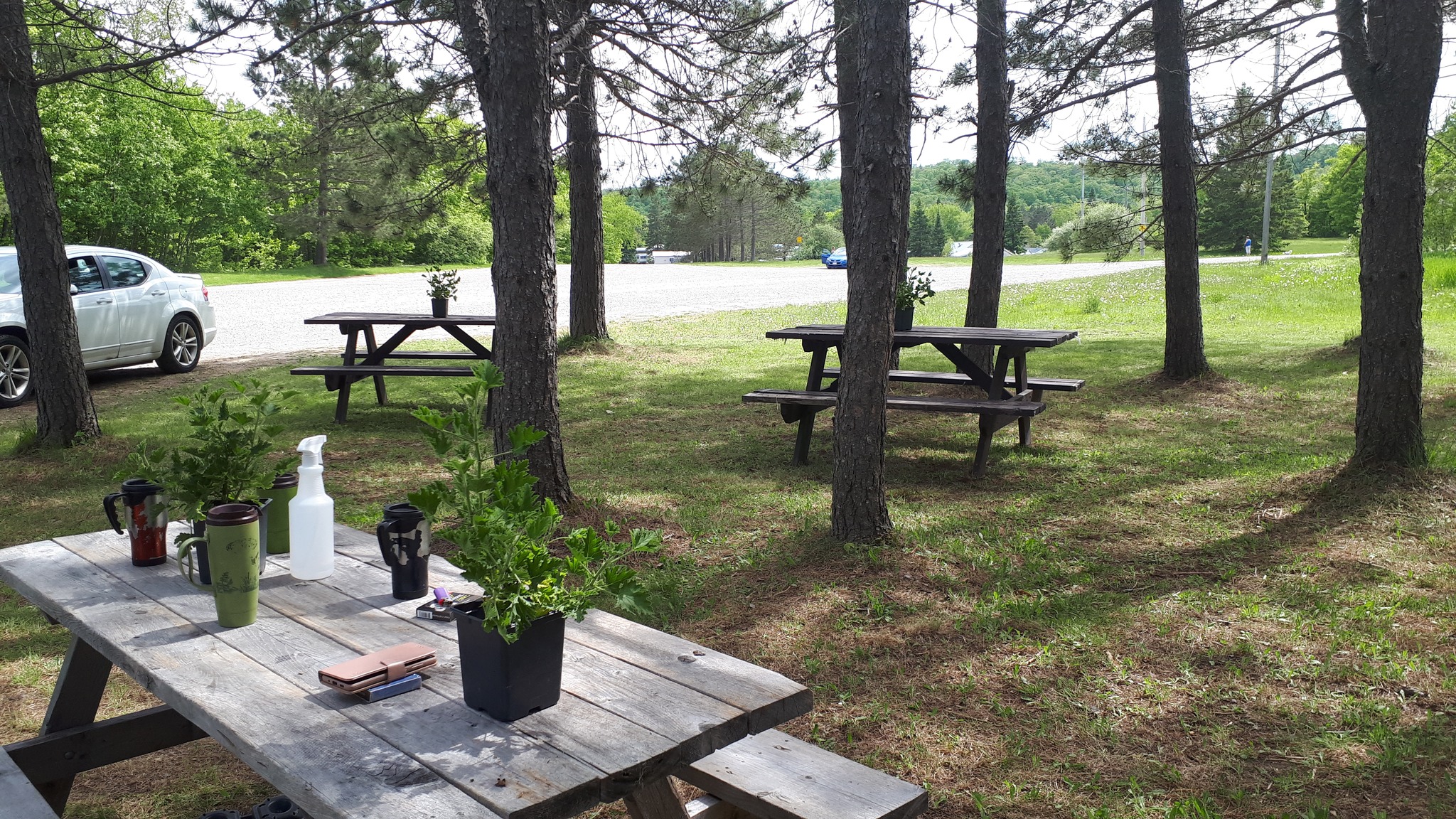 Picnic tables by the fry shack