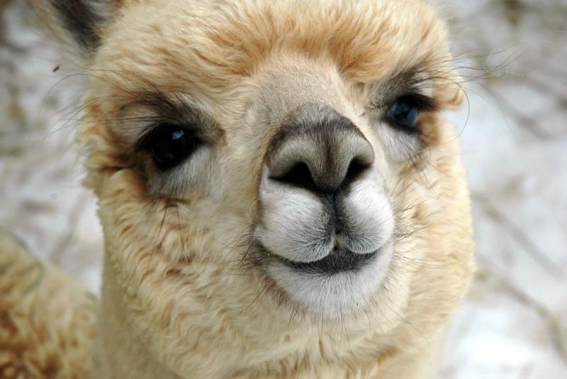 Alpaca face