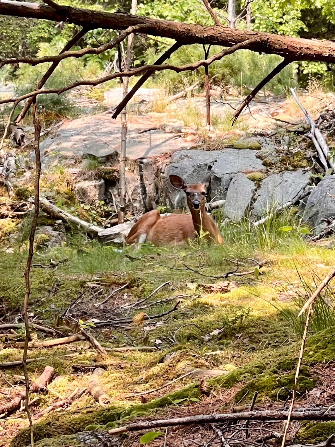 A deer sitting in the forest