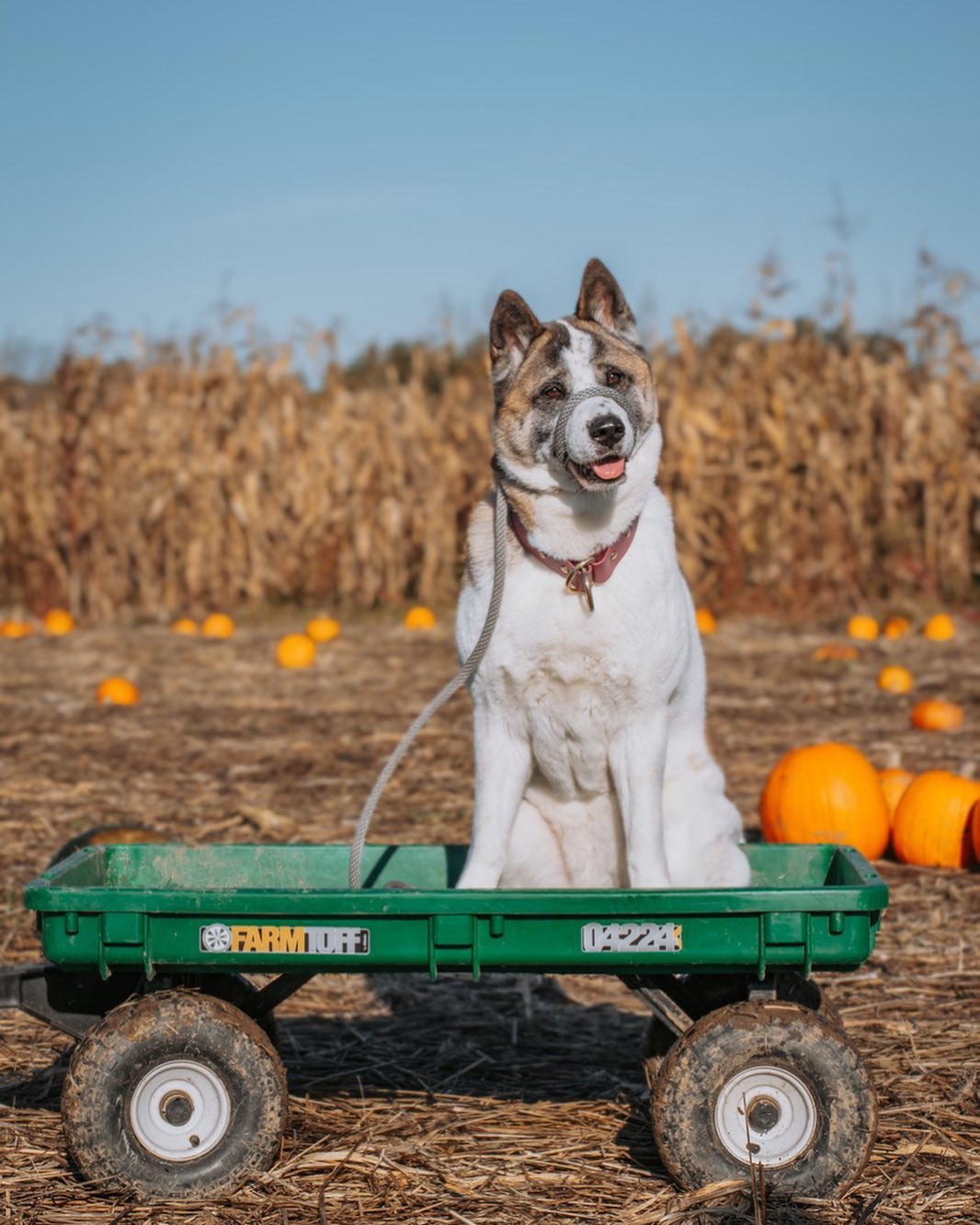 a dog in a wagon 