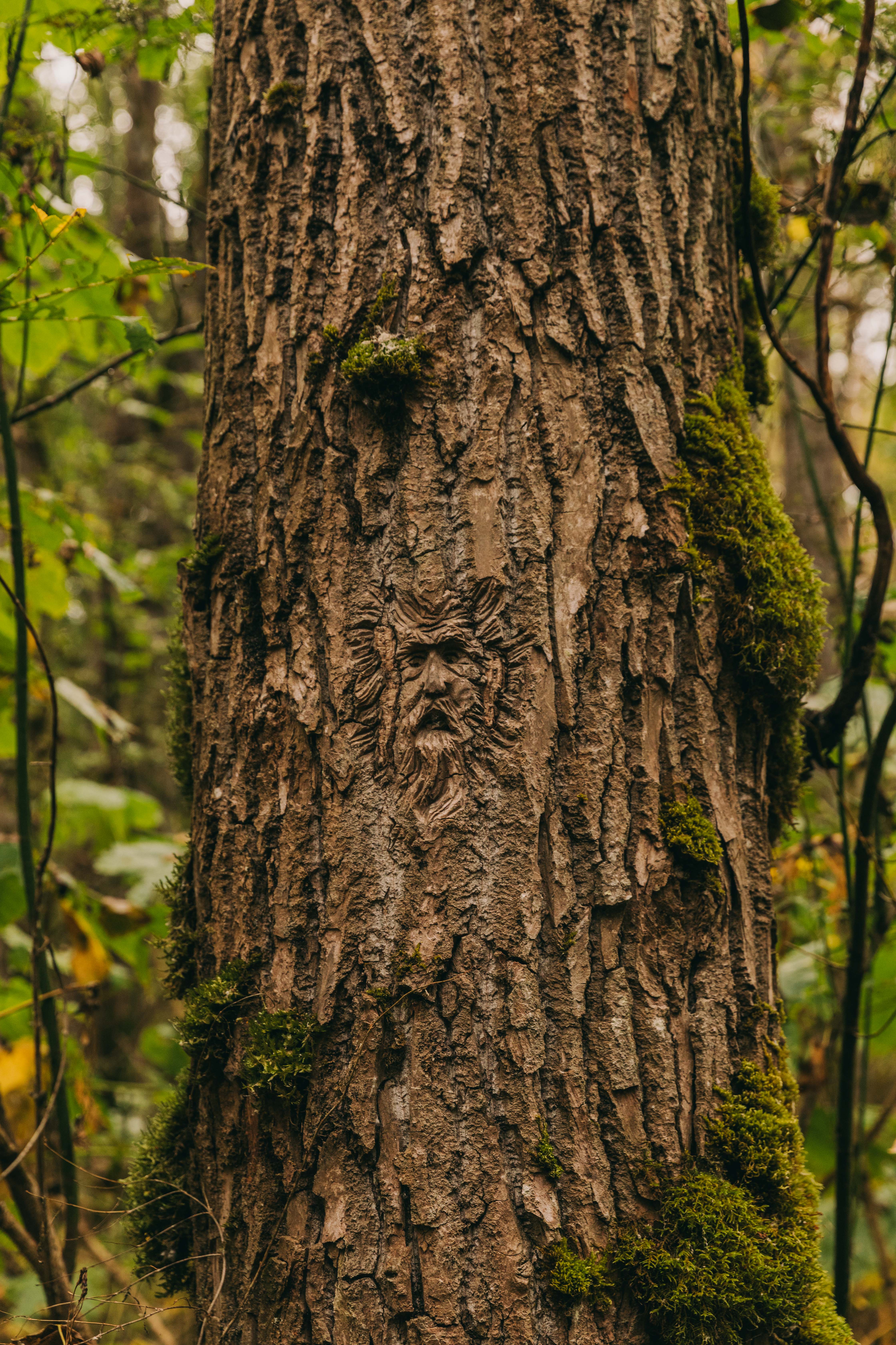 carving inside of a tree