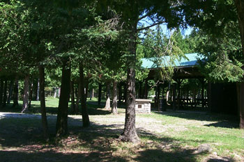 Trees in park