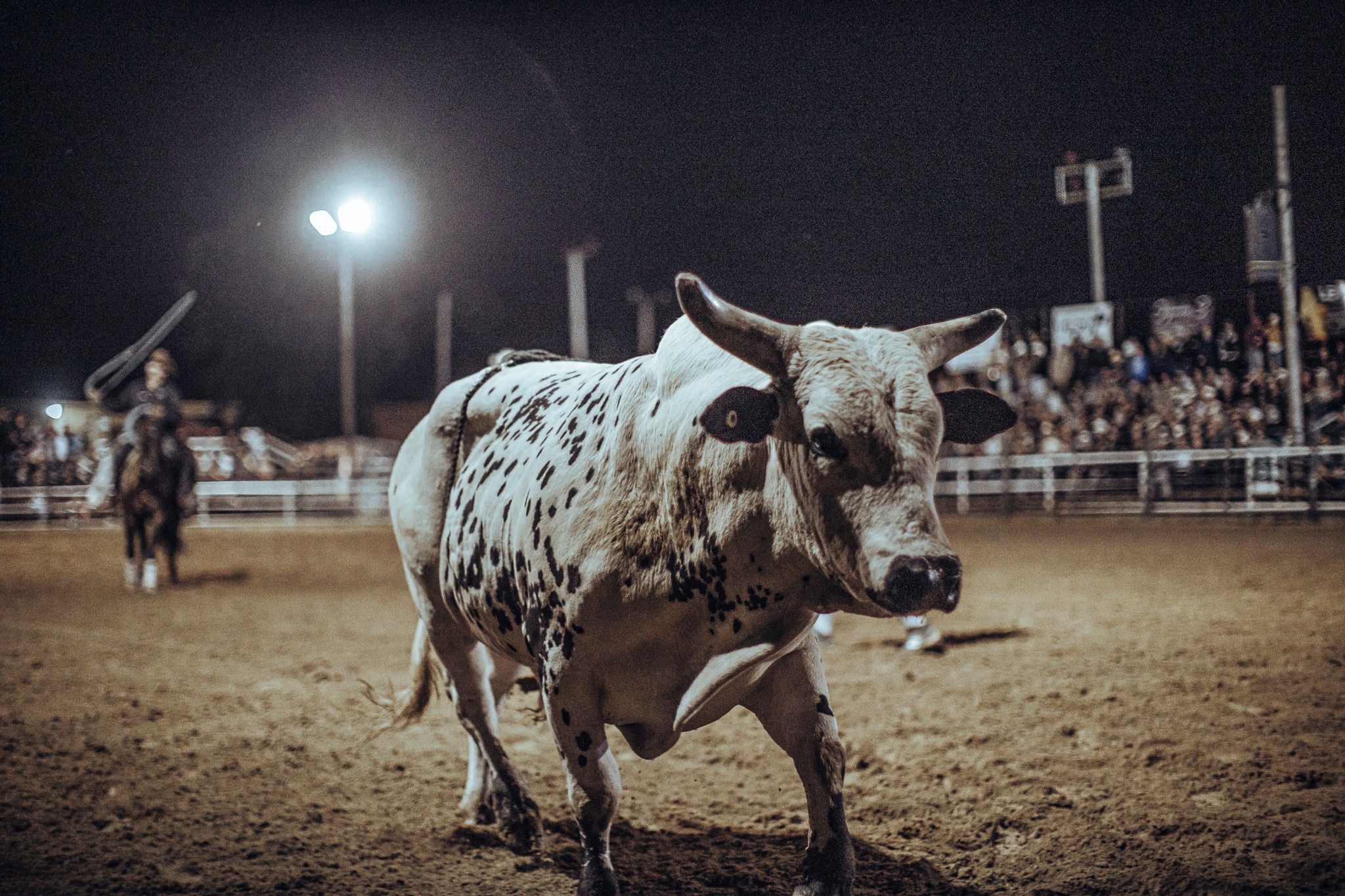 Bull in a riding rink