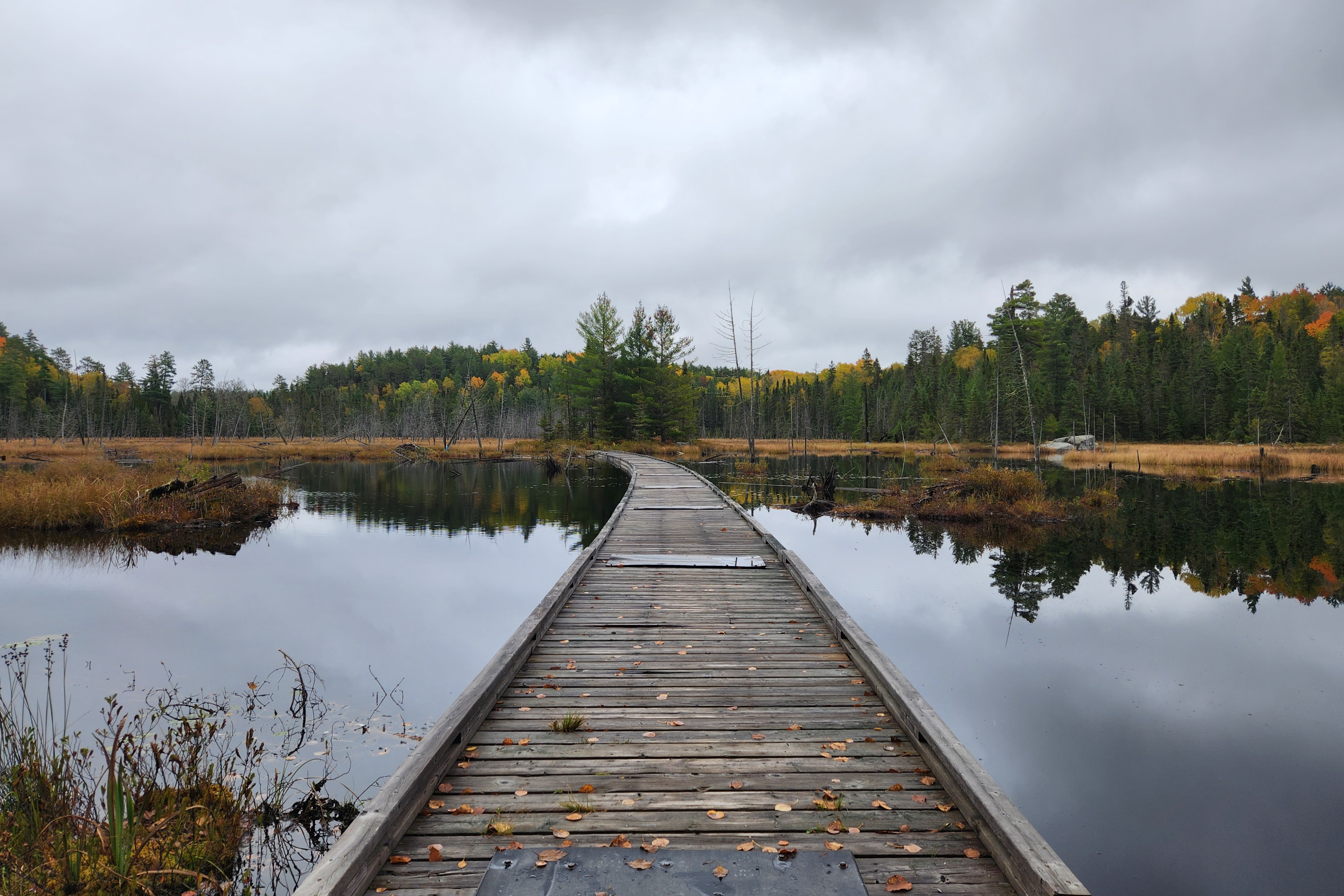 Accessible trail in White Bear Forest