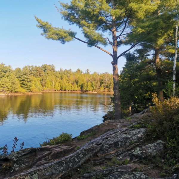 trees next to lake