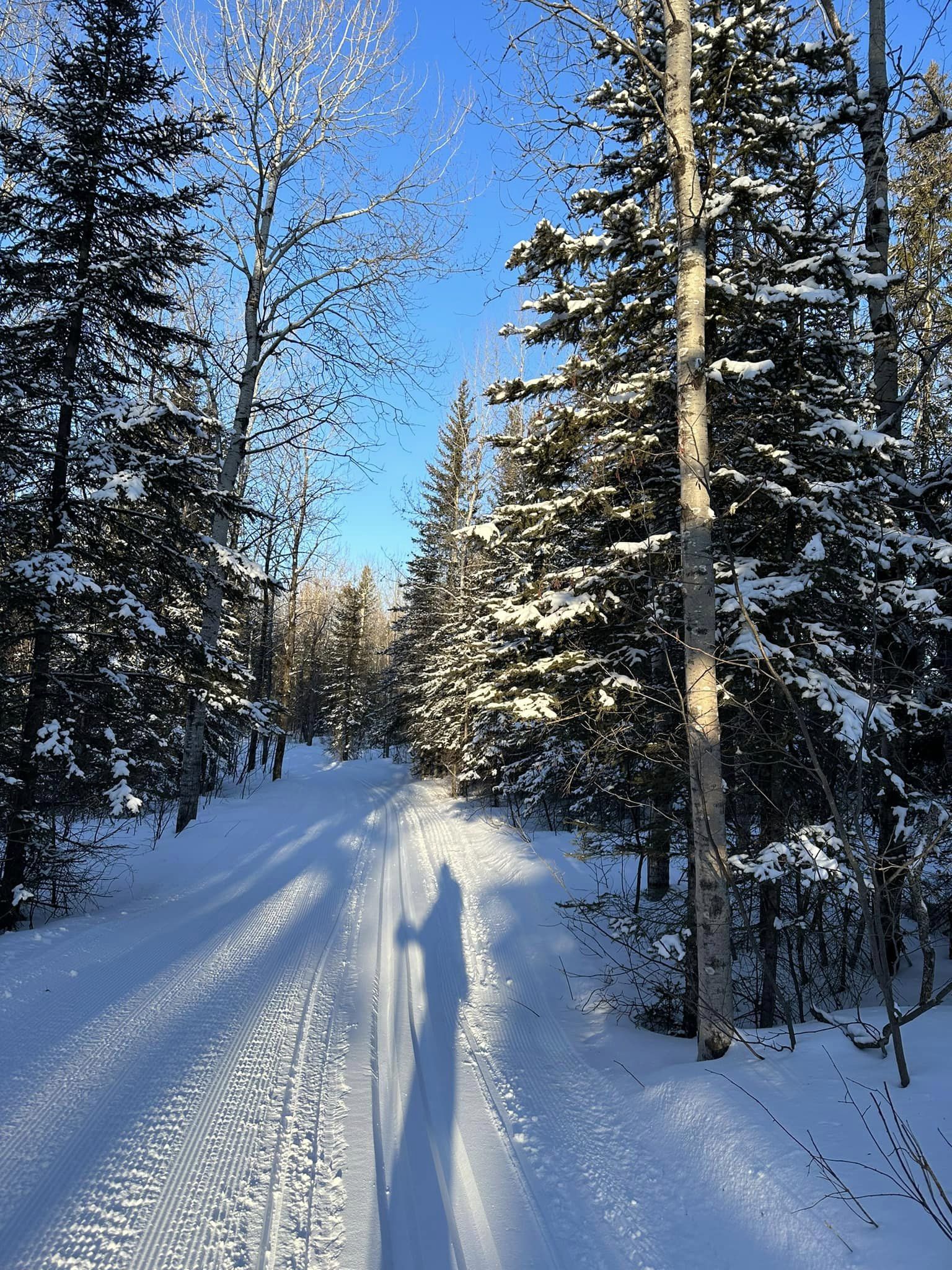 Ski trail in woods