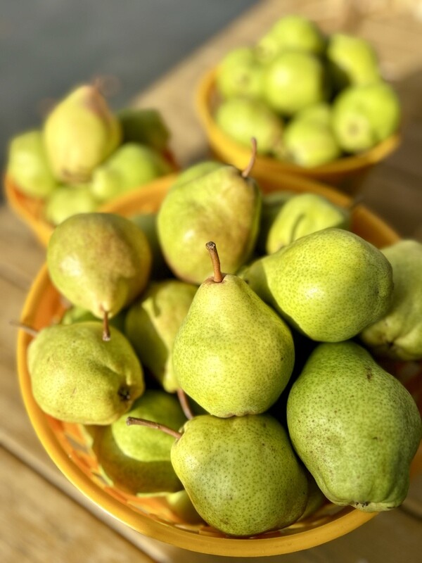 fresh pears from Lincoln Line Orchards smithville ontario