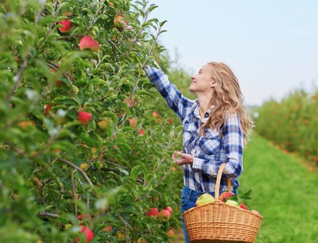 picking fruit off trees at Luna Fruit Farms Stoney Creek Ontario