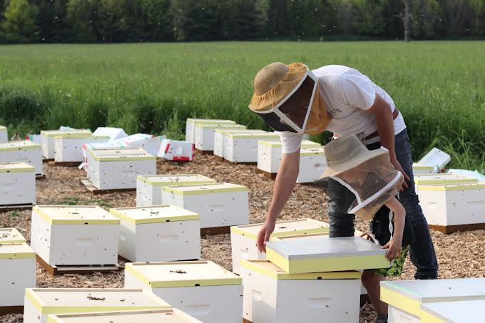 beekeeper at Backed by Bees Burlington Ontario