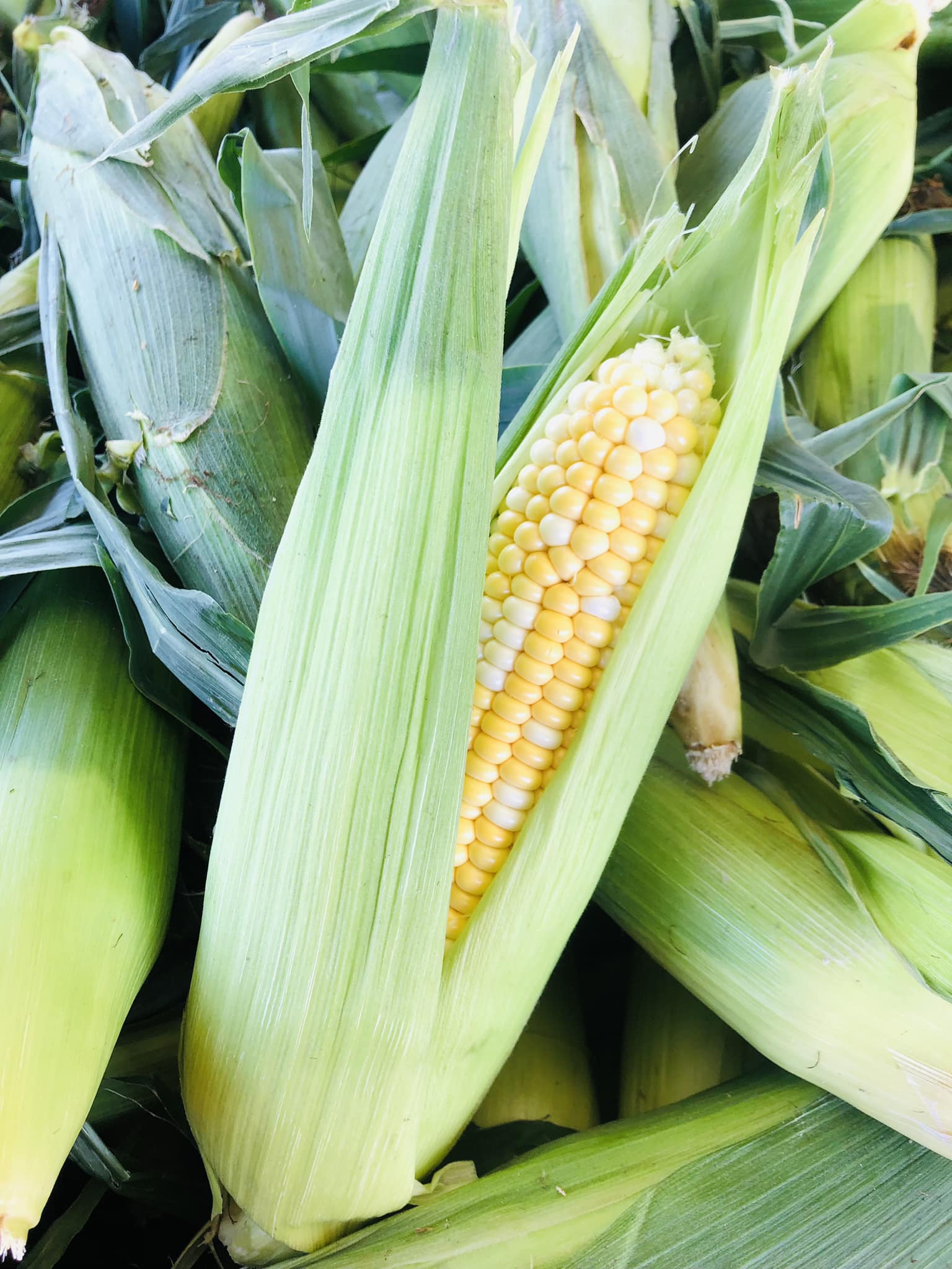 corn on the cob from murphys country produce stoney creek