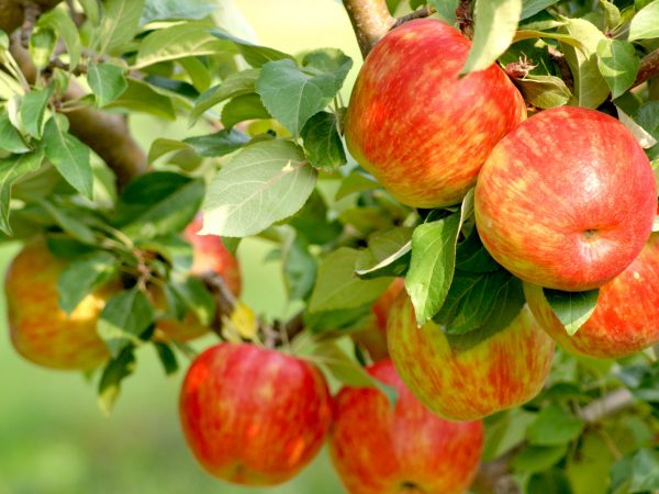 apples on the tree at Fletcher's Fruit Farm Hannon Ontario