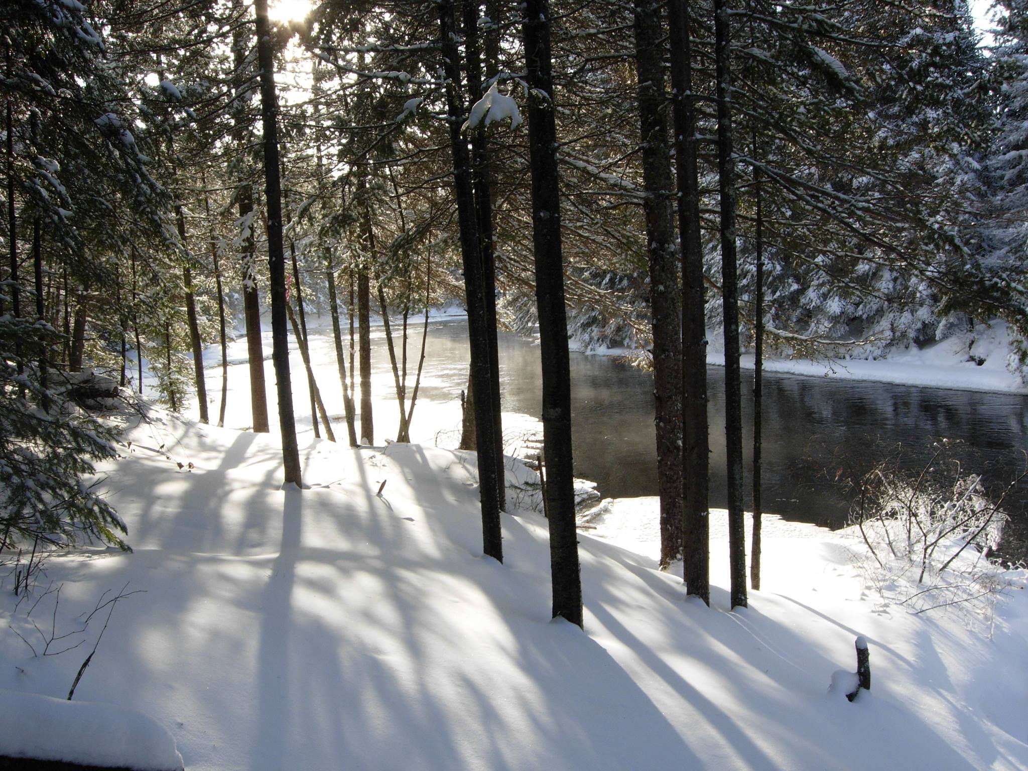 Sun shine through the trees