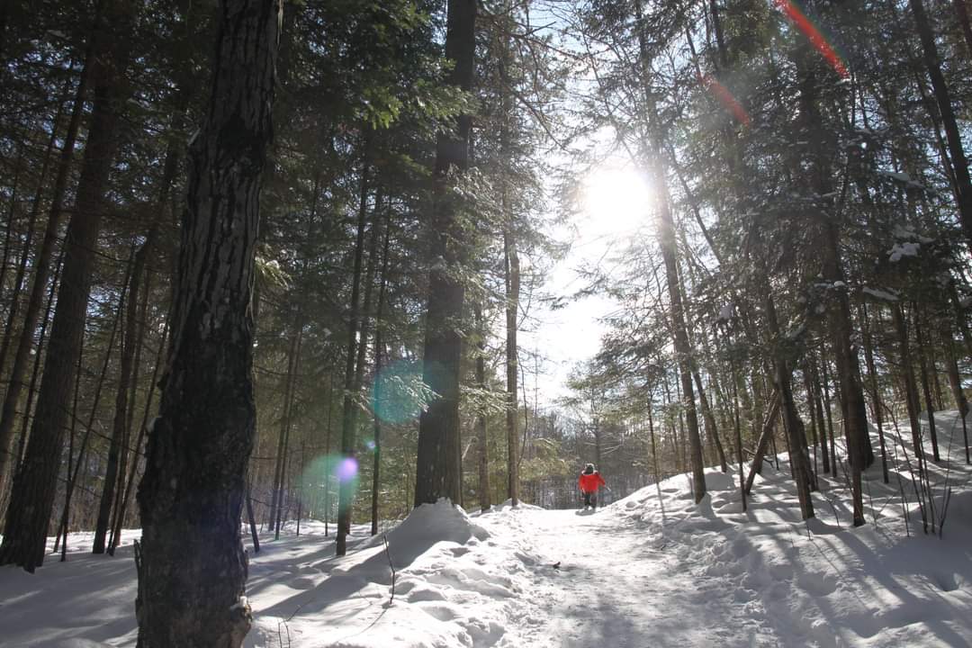 Hiking in the forest