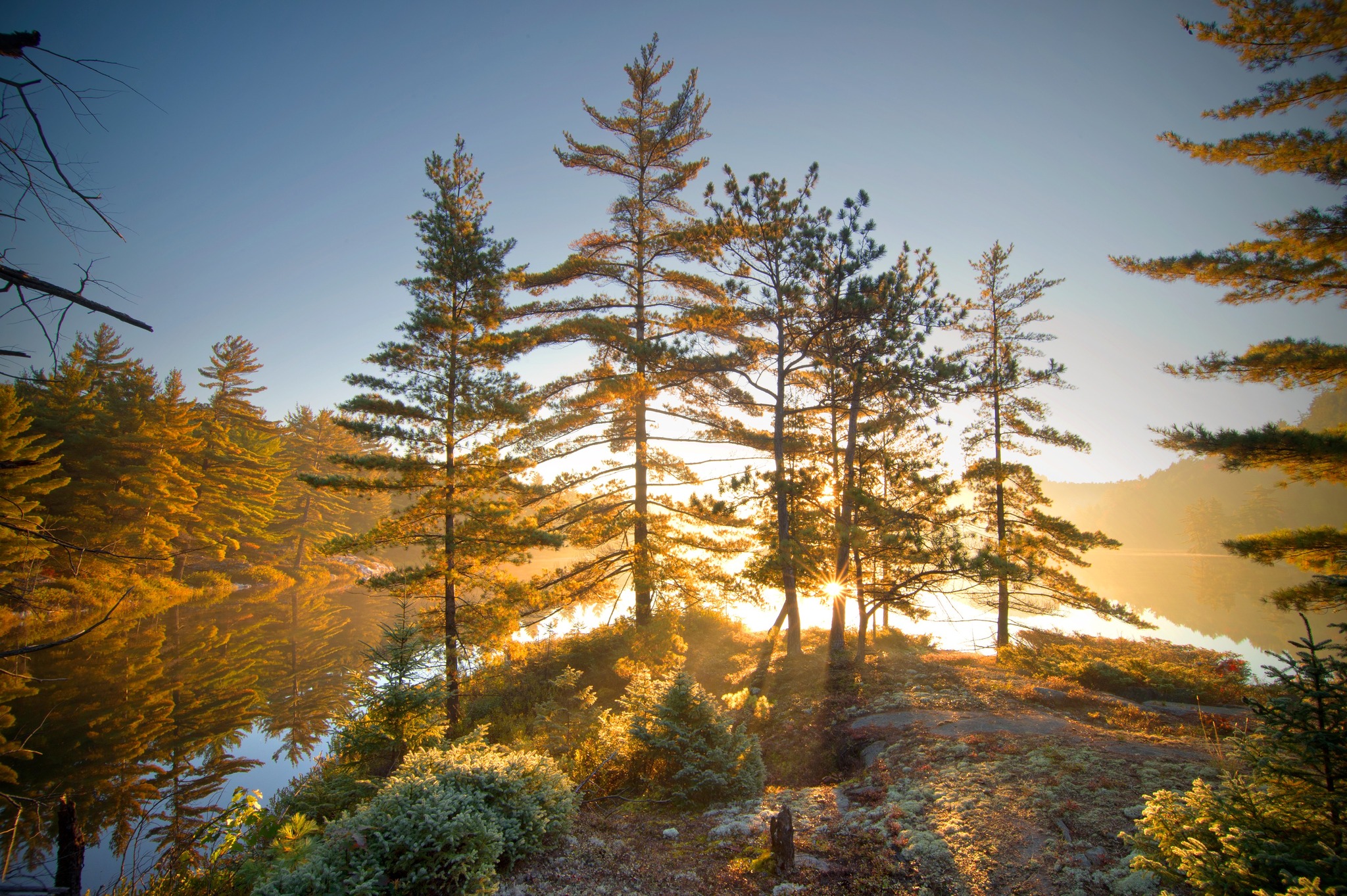 Trees on a lake at sunset