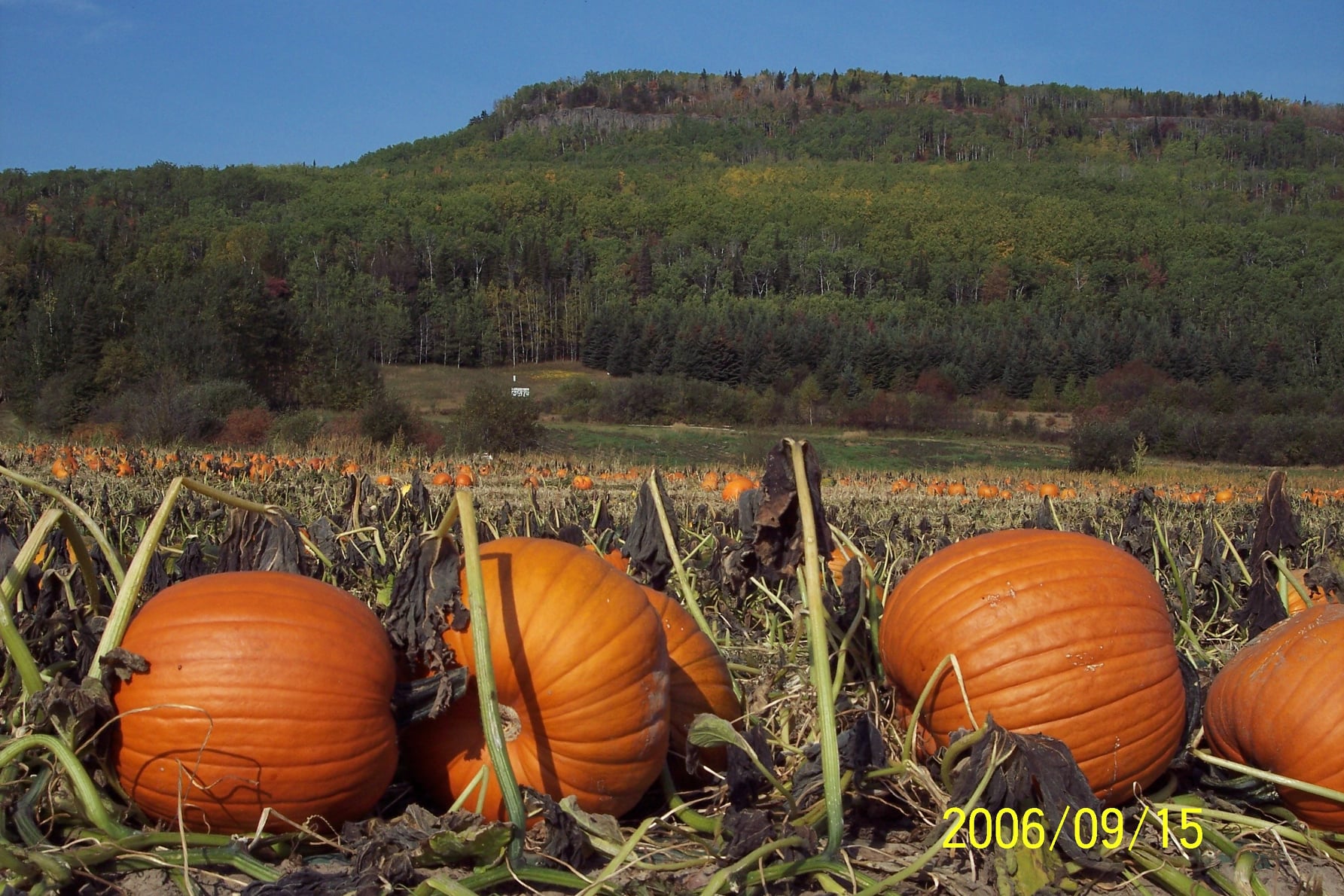 Pumpkins on the farm