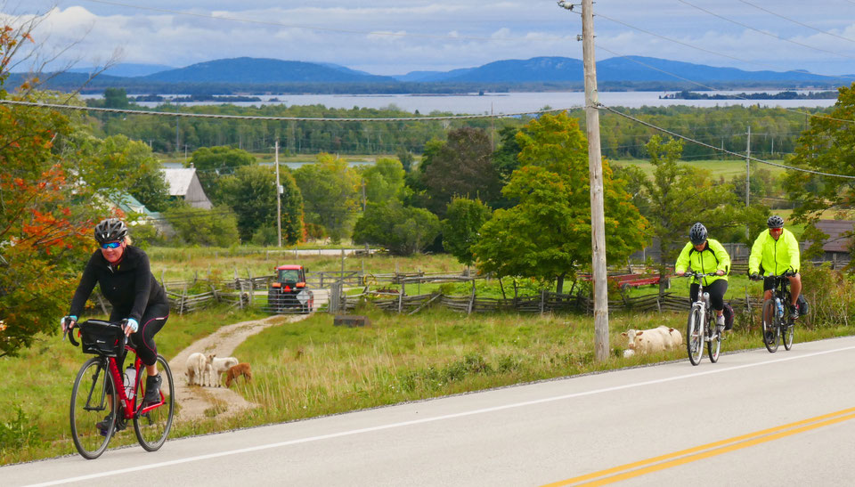 cyclists on road