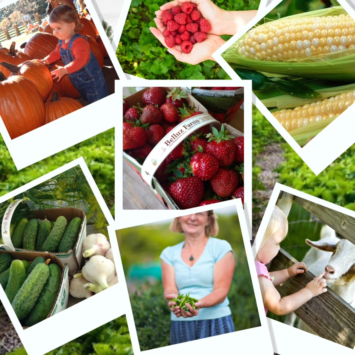 Farm fresh vegetables and fruit