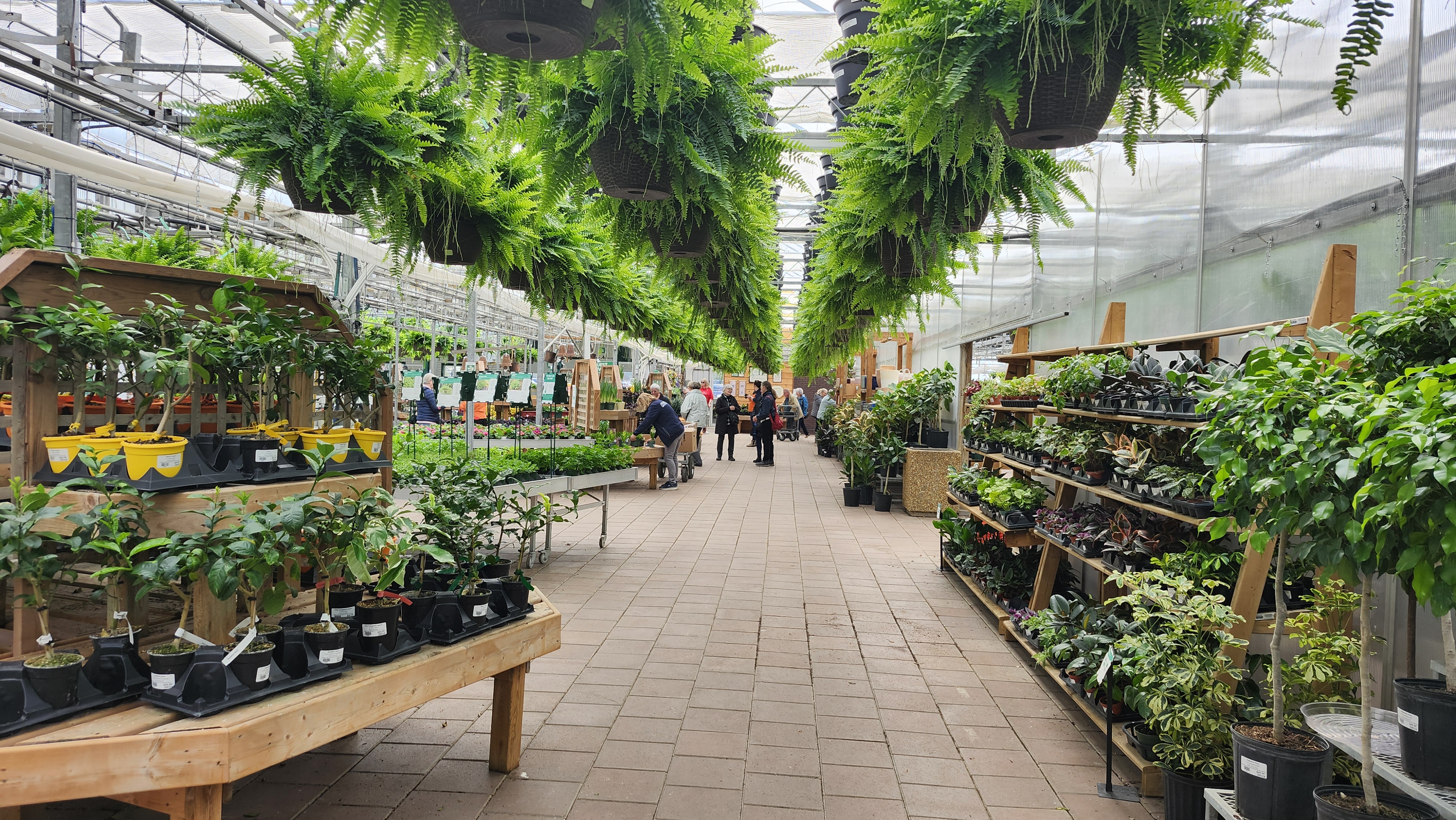 inside a greenhouse at Heemans london ontario