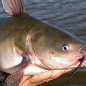 Catfish Fishing