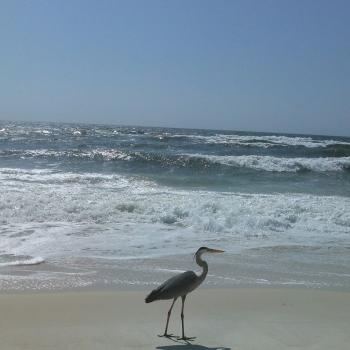 Johnson's Beach waves
