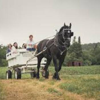 Gammondale Farm