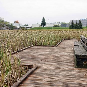 lily creek boardwalk trail sudbury