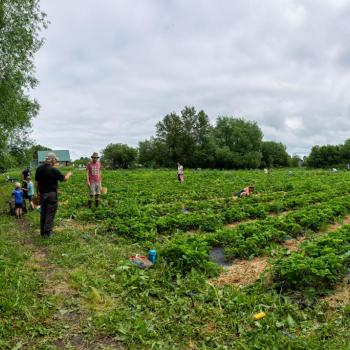 strawberry picking at nordvie farm