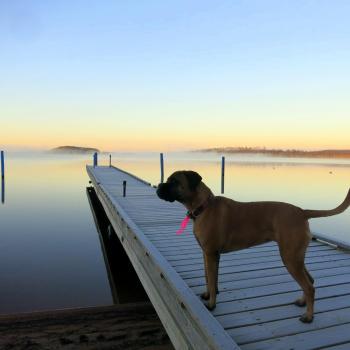 Northern Light Resort dog by lake