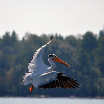 Pelican Pakwash Provincial Park
