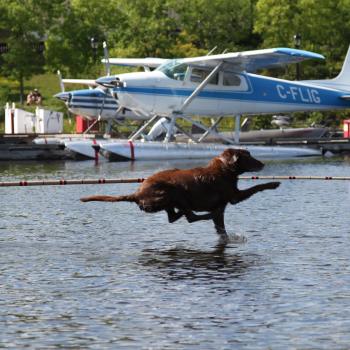 Norseman Festival Red Lake dog dock diving