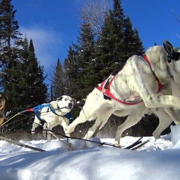 Dog sled Highland Wilderness Tours