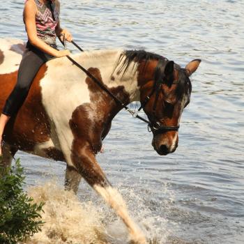 Horse and rider in water