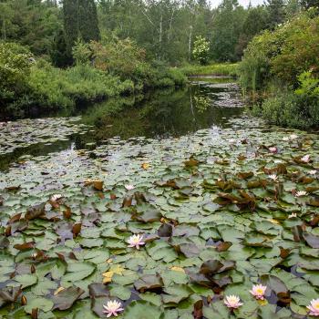 exotic water lilies